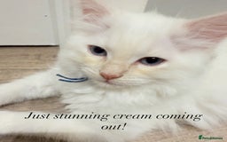 Ragdoll cats for sale: Handsome Ragdoll babys! 💛 in Arundel - Image 1