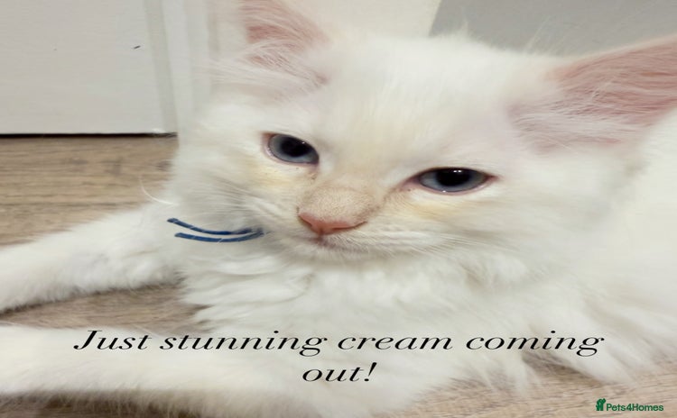 Ragdoll cats in Arundel - Advert 10