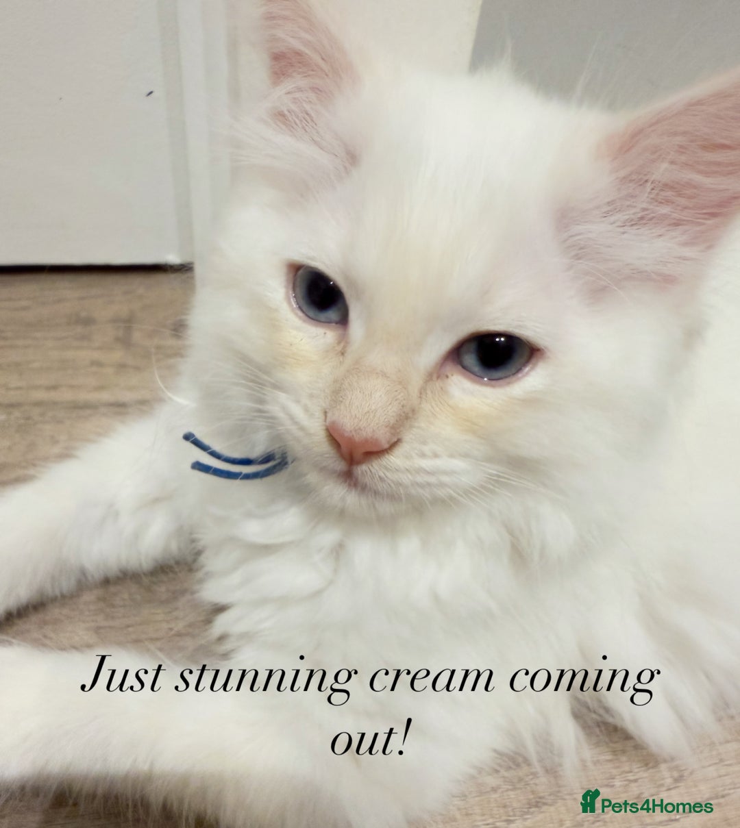 Ragdoll cats for sale: Handsome Ragdoll babys! 💛 in Arundel - Image 1