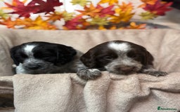 Sprocker dogs for sale: Beautiful Sprocker puppies  - Image 9