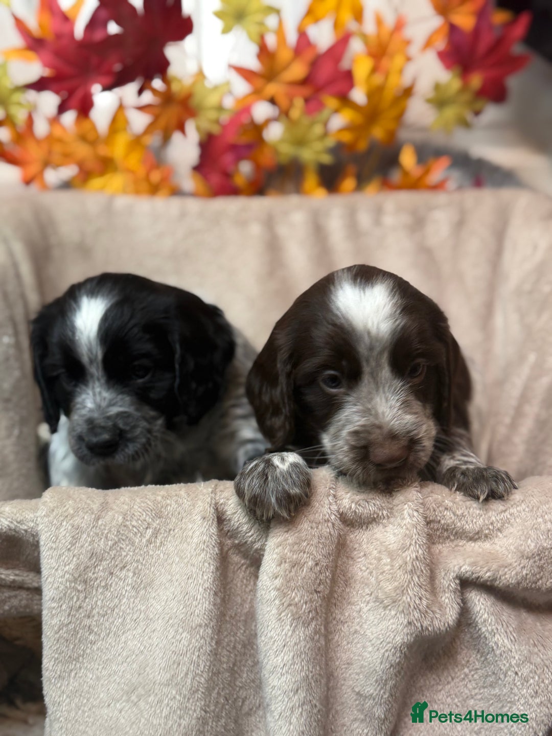 Sprocker dogs for sale: Beautiful Sprocker puppies  - Image 9