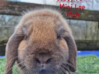 Mini Lop rabbits Various Mini Lop - Advert 20