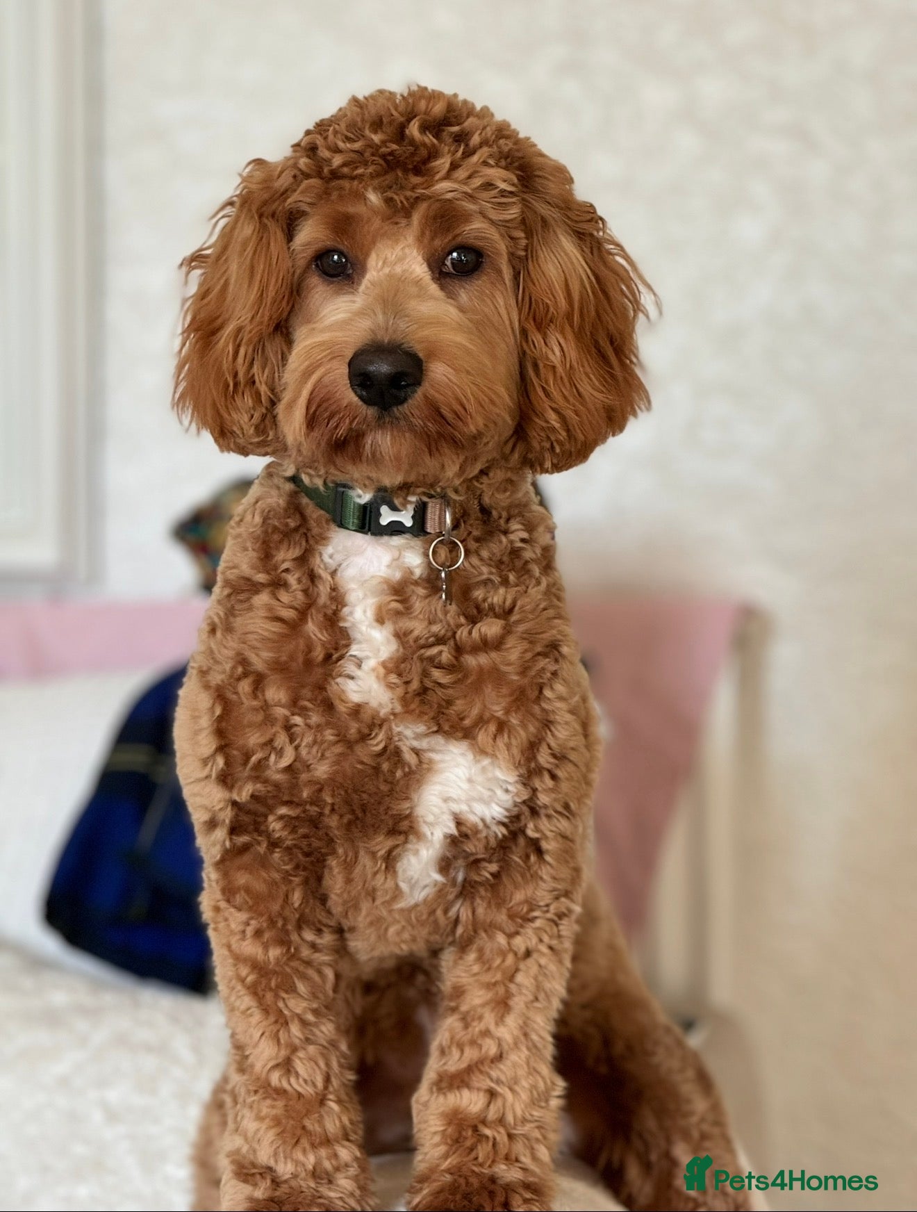 Cockapoo dogs 2yr Male Cockerpoo - Advert 1