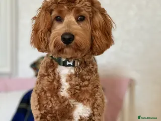 Cockapoo dogs 2yr Male Cockerpoo - Advert 1
