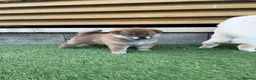 Japanese Shiba Inu dogs for sale: KC registered Japanese Shiba Inu puppies - Advert 11