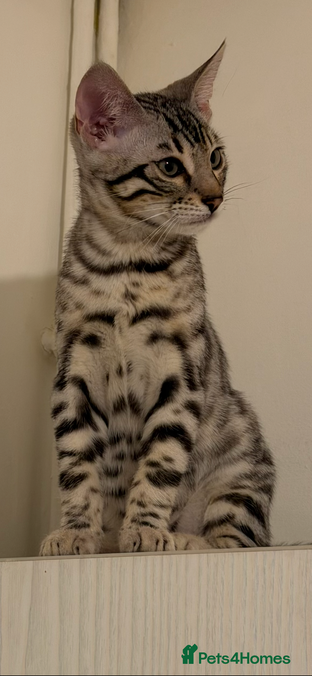 Bengal cats for sale: 🩶 BENGAL 🔥 KITTENS 🤍 TICA REGISTERED  - Advert 3