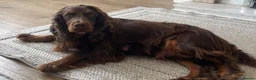Cocker Spaniel dogs for sale: Beautiful working cocker spaniel puppies in Pontypool - Advert 3