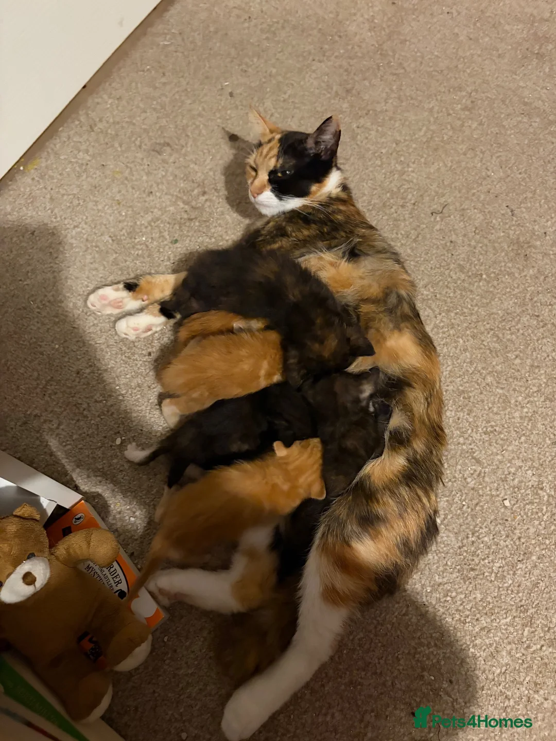 Domestic Shorthair cats for sale: 5 beautiful kittens for sale - Advert 28
