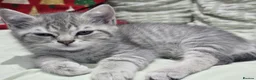 Scottish Fold cats for sale: 4 pure breed scottish fold (need urgent homes) - Advert 11