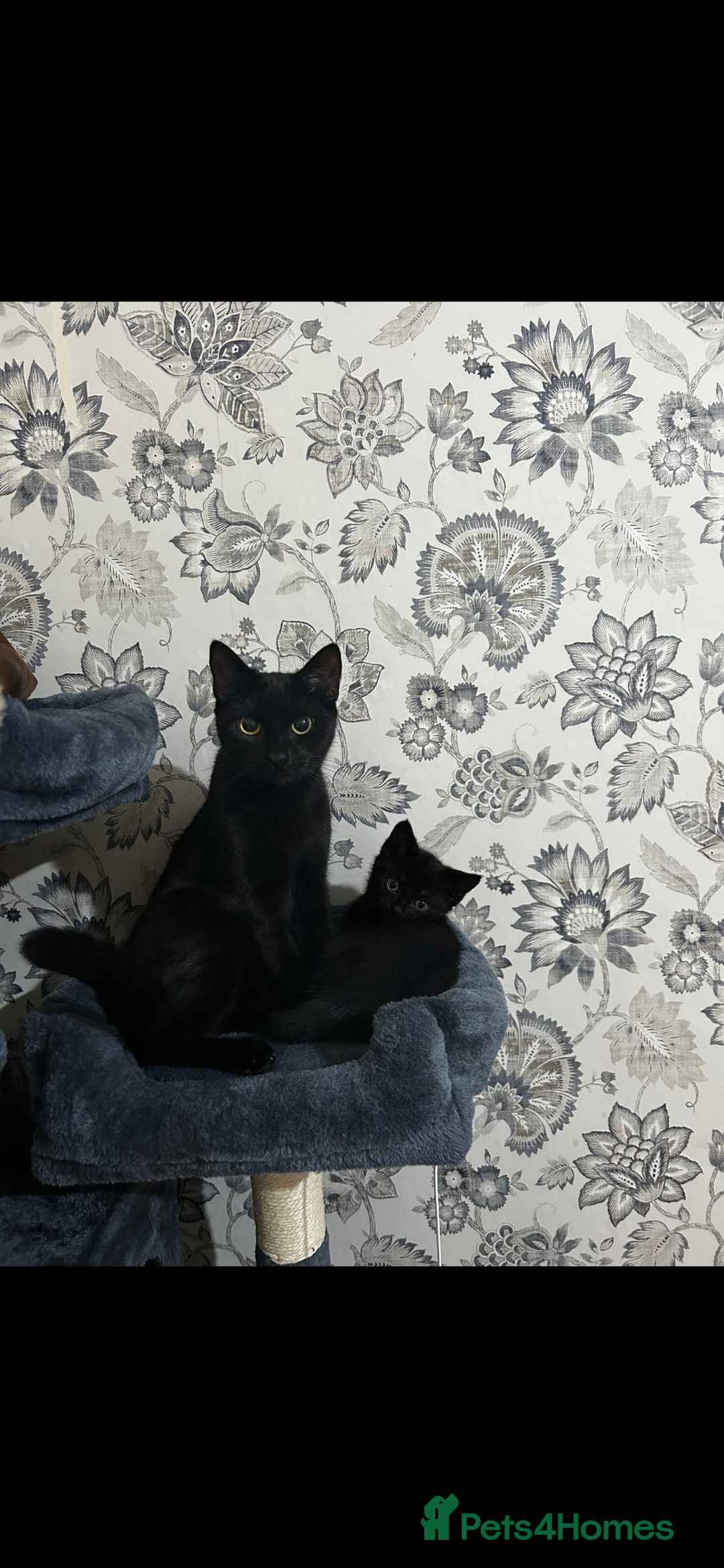 Mixed Breed cats for sale: Mother & Son  - Advert 2