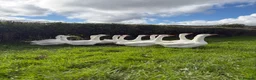 Geese poultry for sale: 12 emden geese  in Tregaron - Advert 3