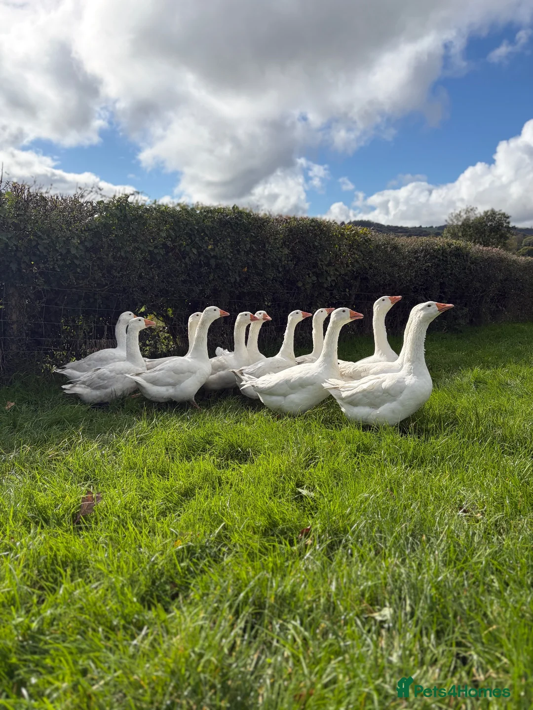 Geese poultry for sale: 12 emden geese  in Tregaron - Advert 3