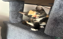 Mixed Breed cats for sale: 4x kittens for sale  - Image 8