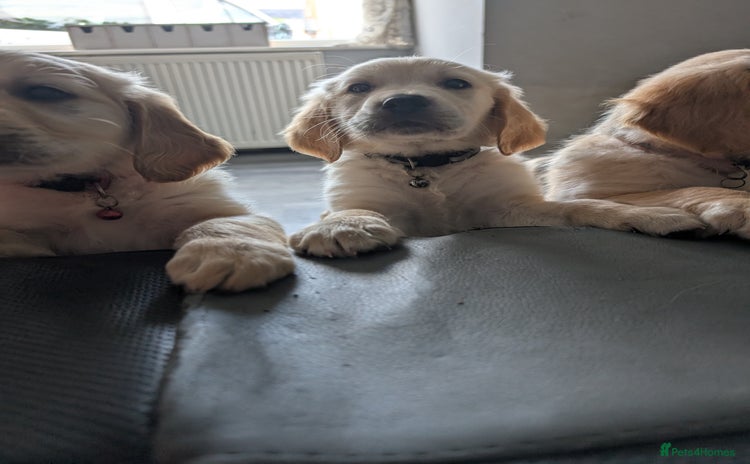 Golden Retriever dogs - Advert 4