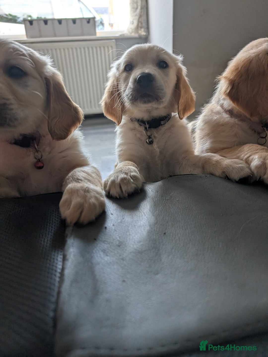 Golden Retriever dogs for sale: Kennel Club Reg Golden Retriever Puppies - Image 2