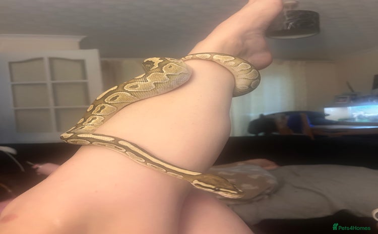 Python Snake reptiles - Advert 4