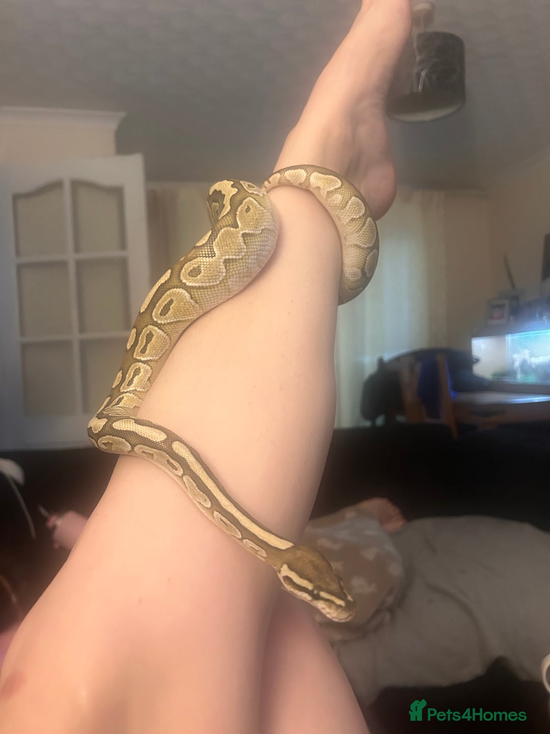 Python Snake reptiles for sale: Male royal python  - Image 1