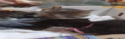 Mixed Breed cats for sale: 3boys&3 girls - Advert 14