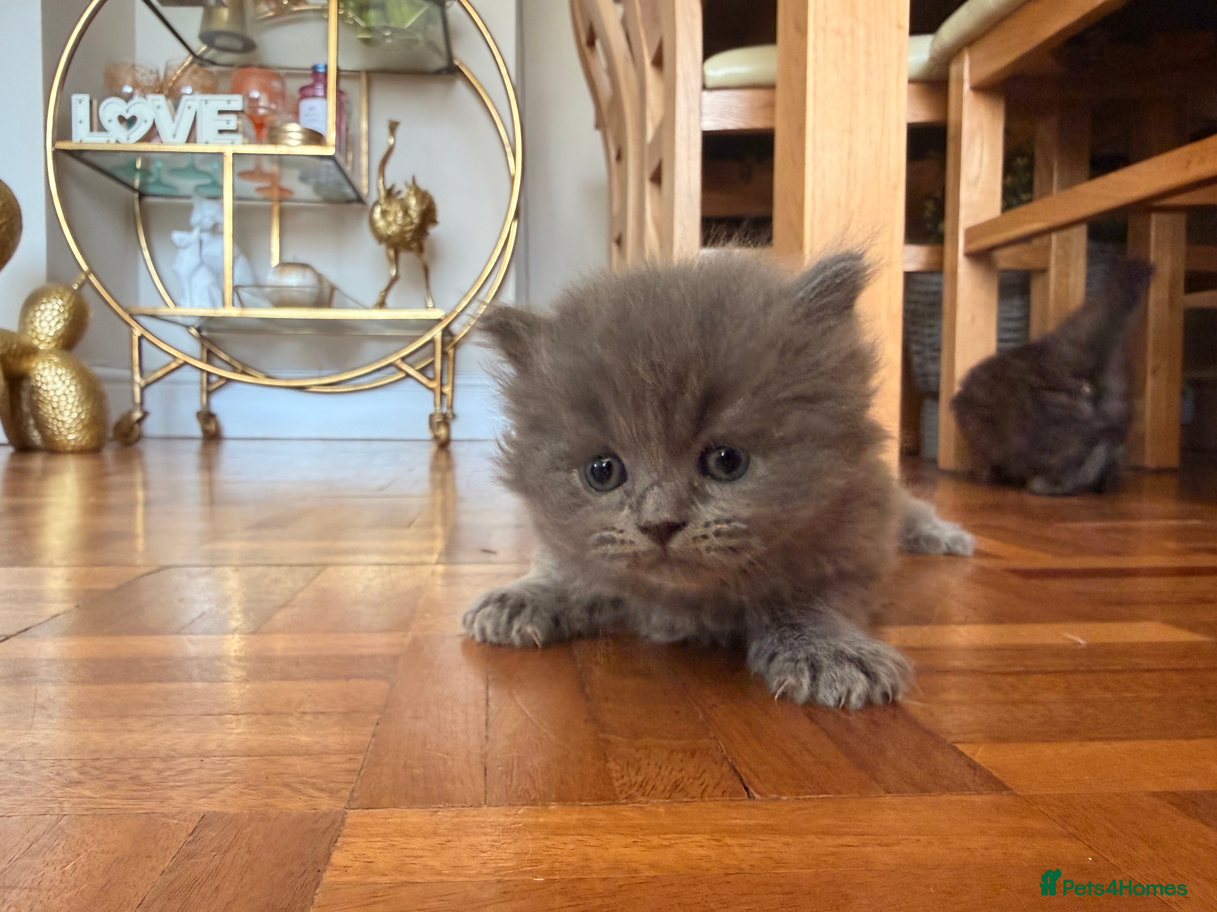 Scottish Fold cats for sale: Beautiful Rainbow litter available to reserve - Advert 13