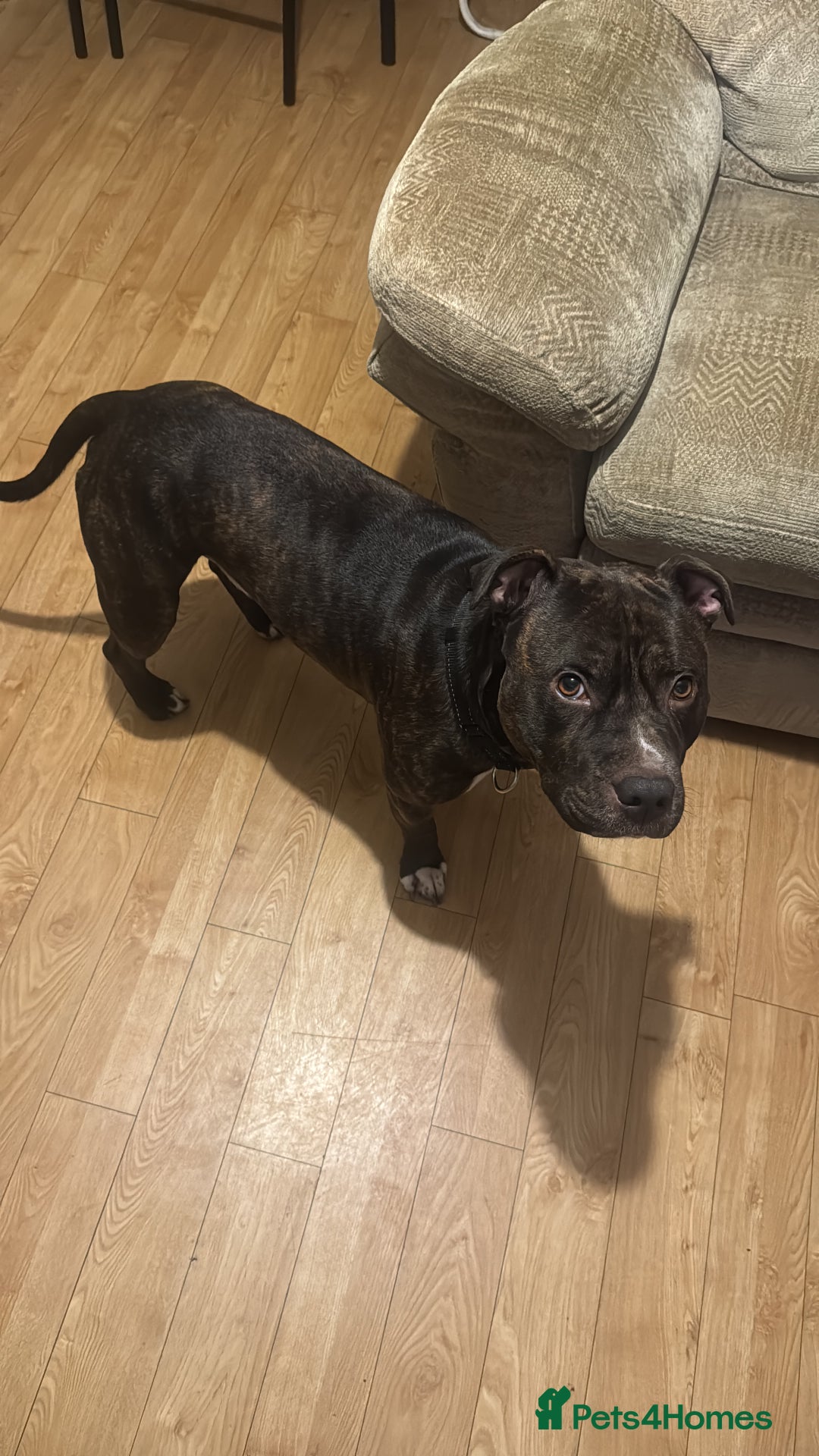 Mixed Breed dogs for sale: Brindle staff  - Advert 2