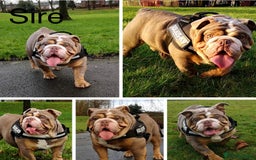 English Bulldog dogs for sale: English Bulldog Puppies - Image 11