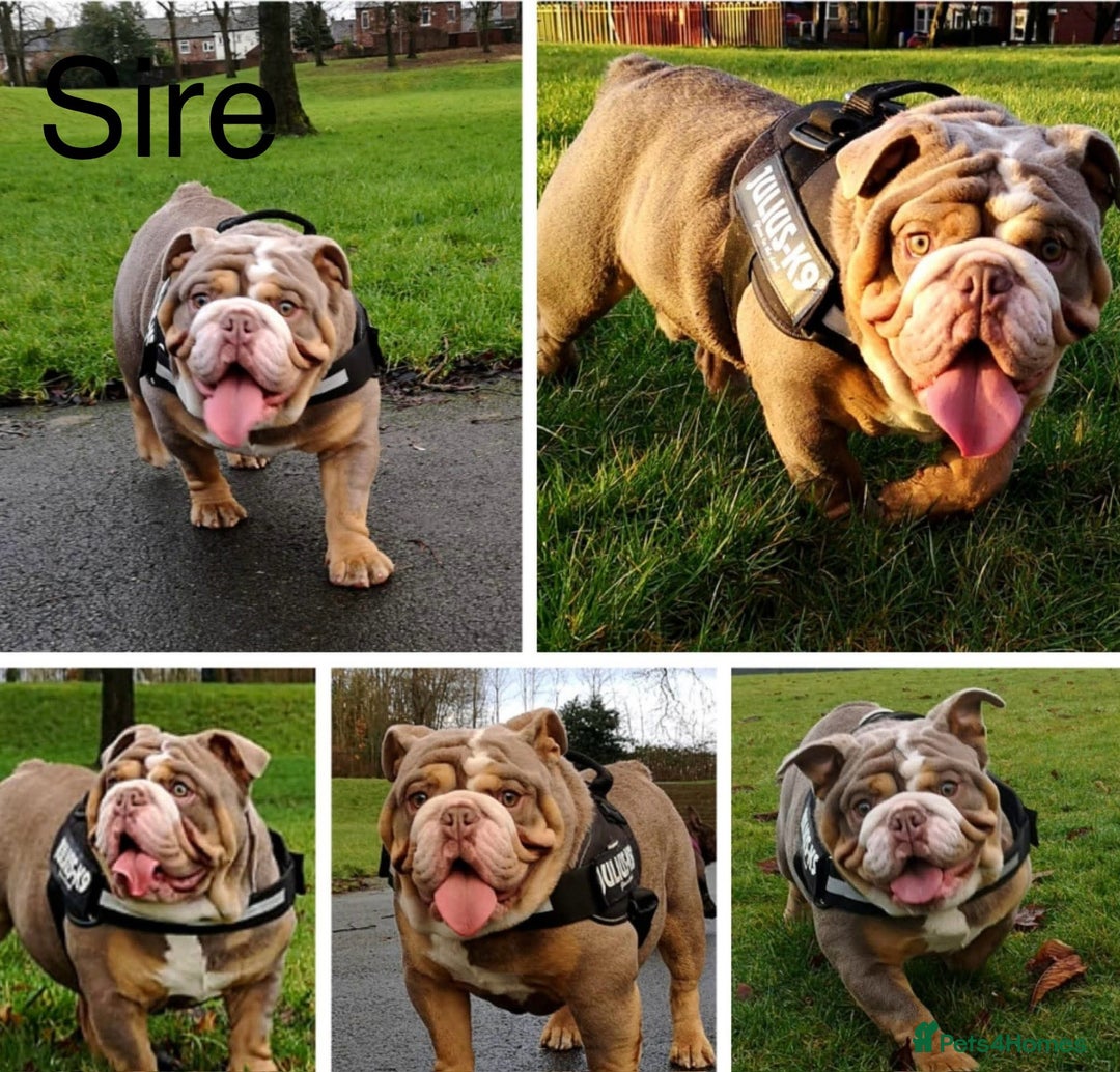English Bulldog dogs for sale: English Bulldog Puppies - Image 11