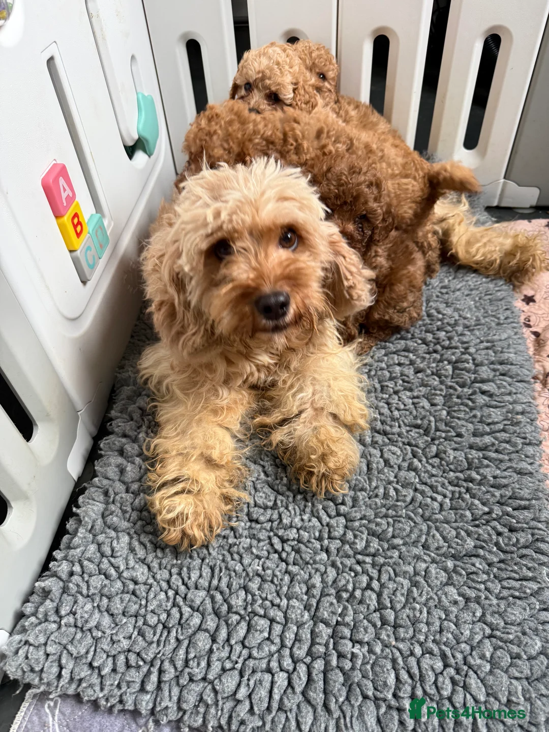 Cavapoo dogs for sale: Cavapoo little bears LICENSED - Advert 10