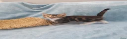 Mixed Breed cats for sale: Beautiful Kittens Videos in Barnsley - Advert 39