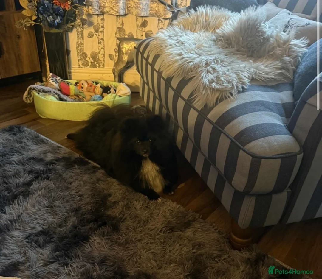 Pomeranian dogs for sale: 11 month old male Pomeranian  - Advert 1