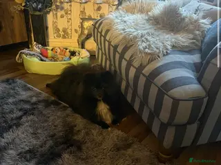 Pomeranian dogs 11 month old male Pomeranian - Advert 1