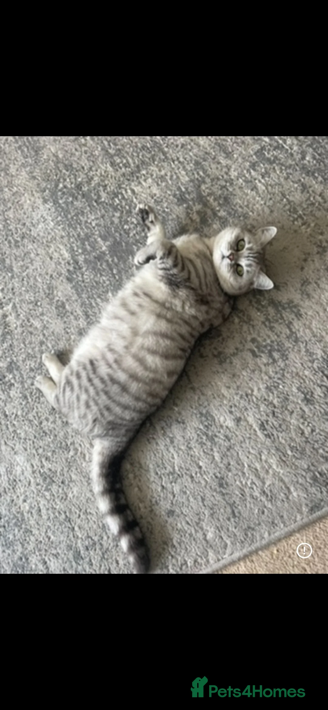 British Shorthair cats for sale: Loving home for GCCF reg BSH neuter girl  - Advert 6