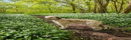 Lurcher dogs for sale: Fluffy Lurcher puppies available Sept - Advert 4