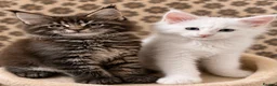 Maine Coon cats for sale: Stunning full breed Maine Coons ready now!  - Advert 6