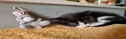 Mixed Breed cats for sale: Noodle the boy cat  - Advert 13