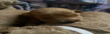 Cockapoo 2