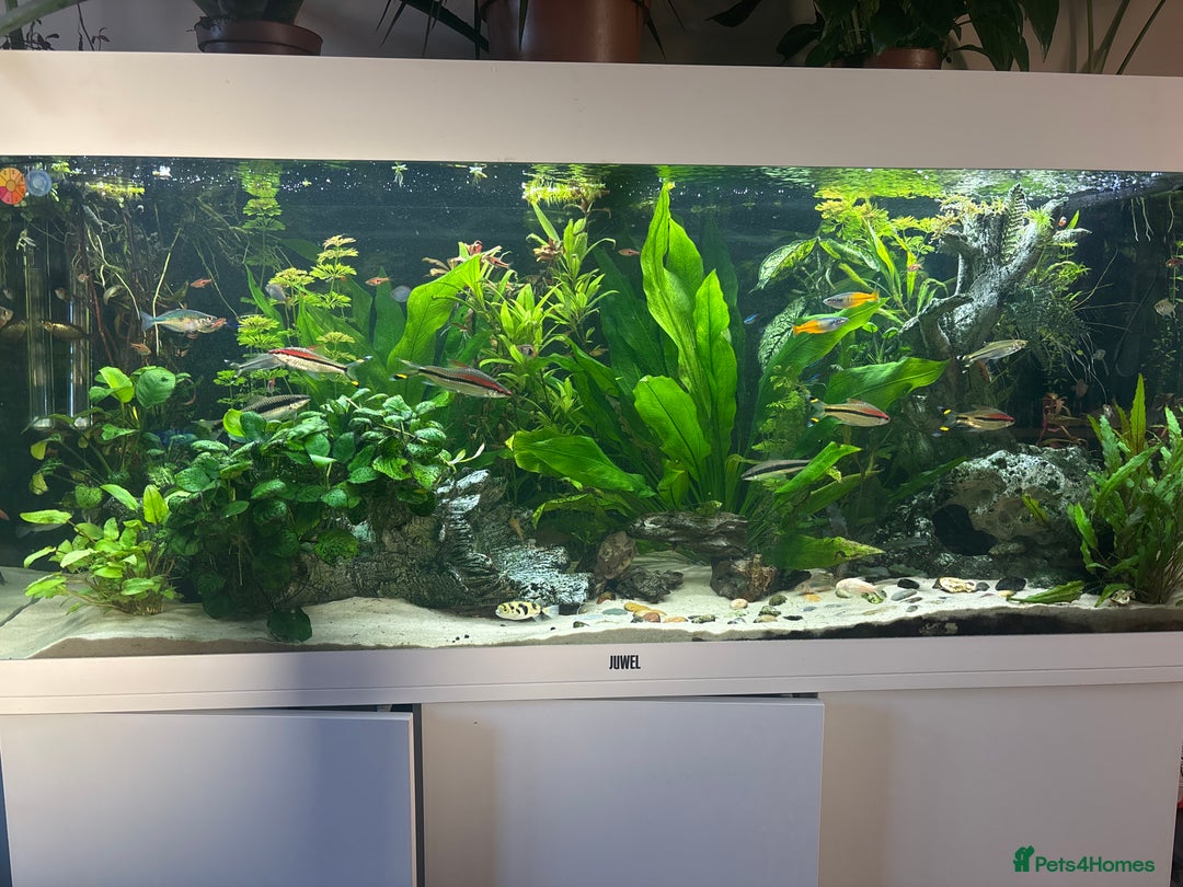 Other/Mixed Breed fish for sale: Tropical fish - Image 1