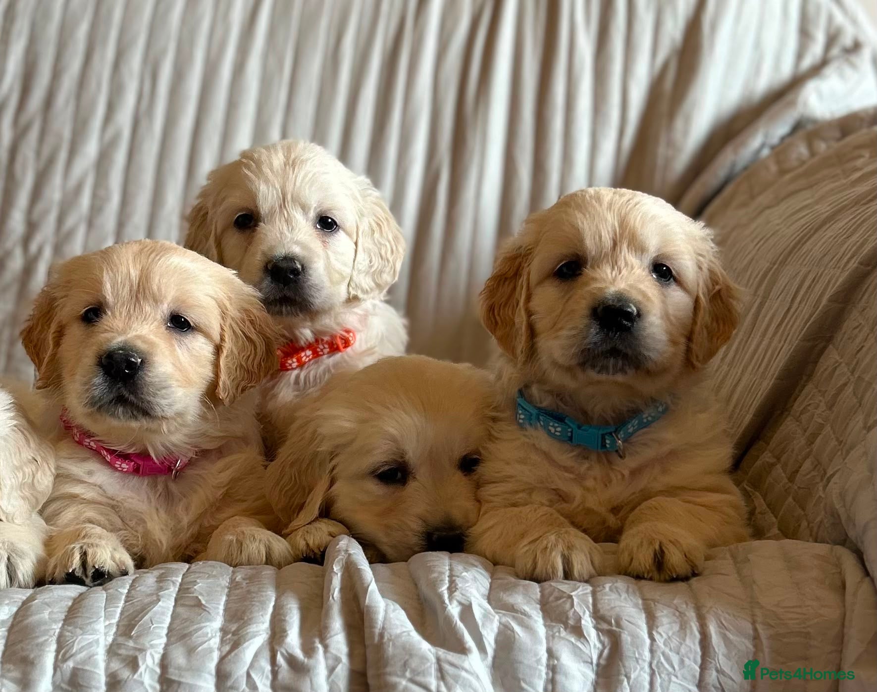 Golden Retriever dogs Wonderful litter health tested parents  - Advert 2