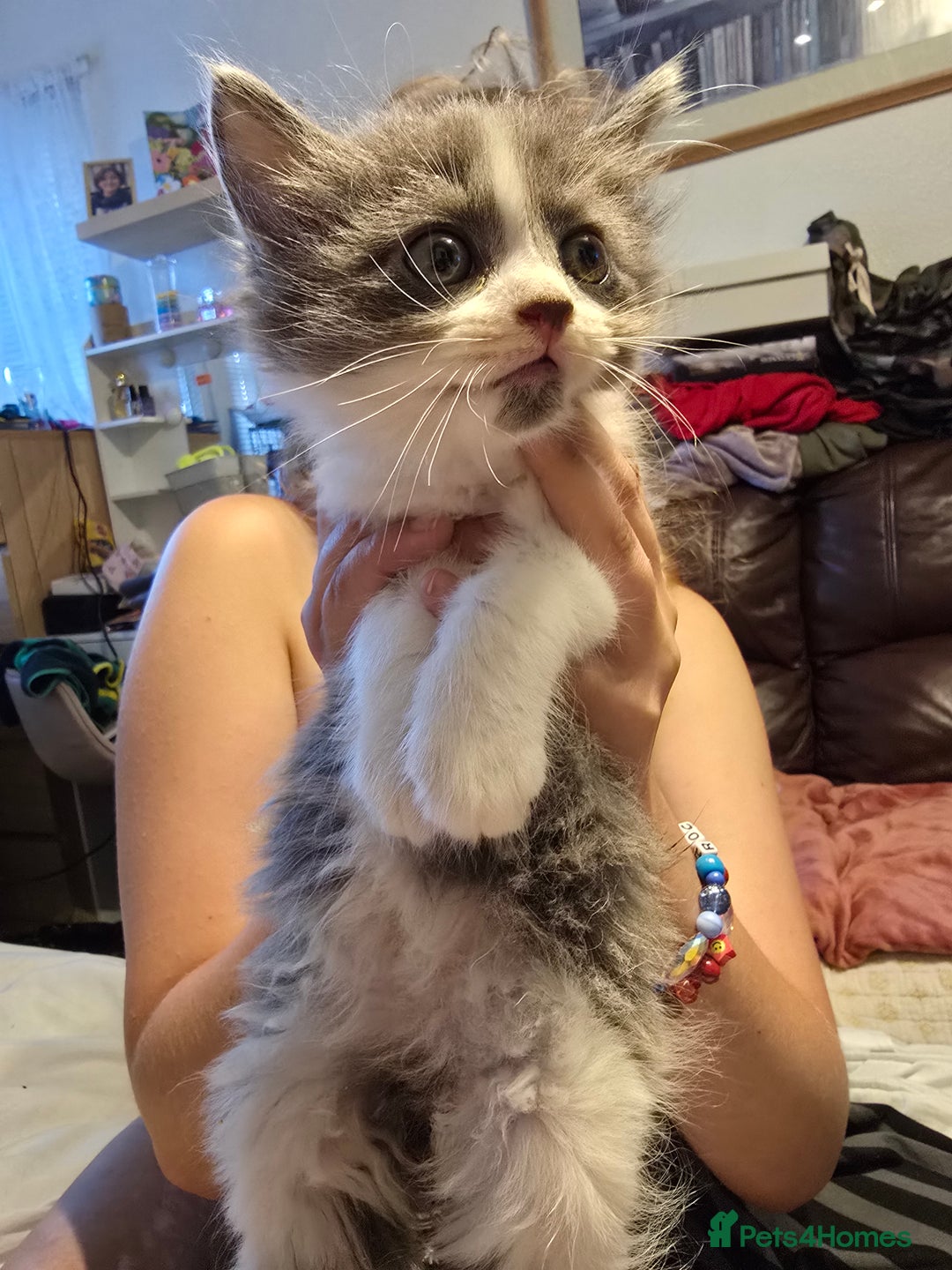 European cats for sale: Beautiful kittens  - Image 7