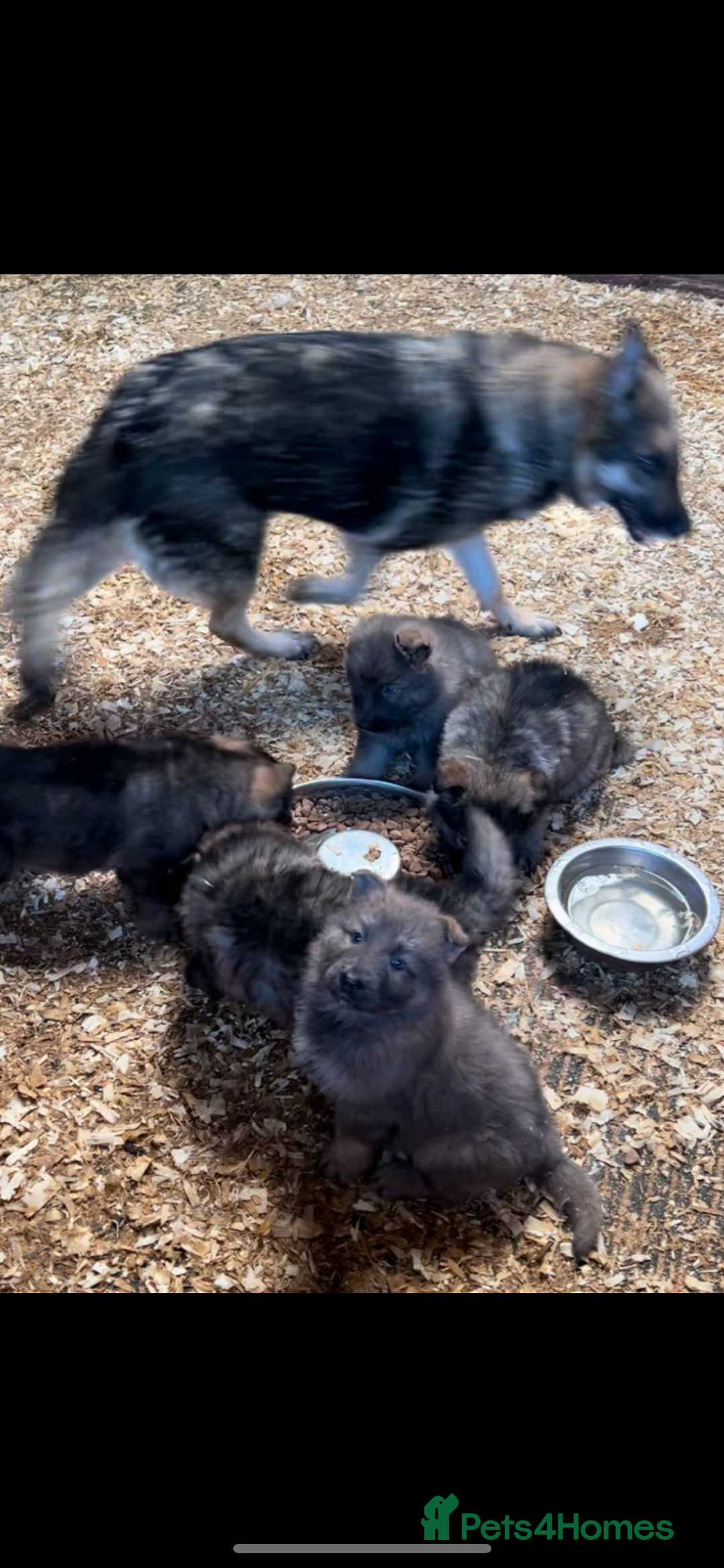 German Shepherd dogs for sale: German shepherd puppies  - Advert 6