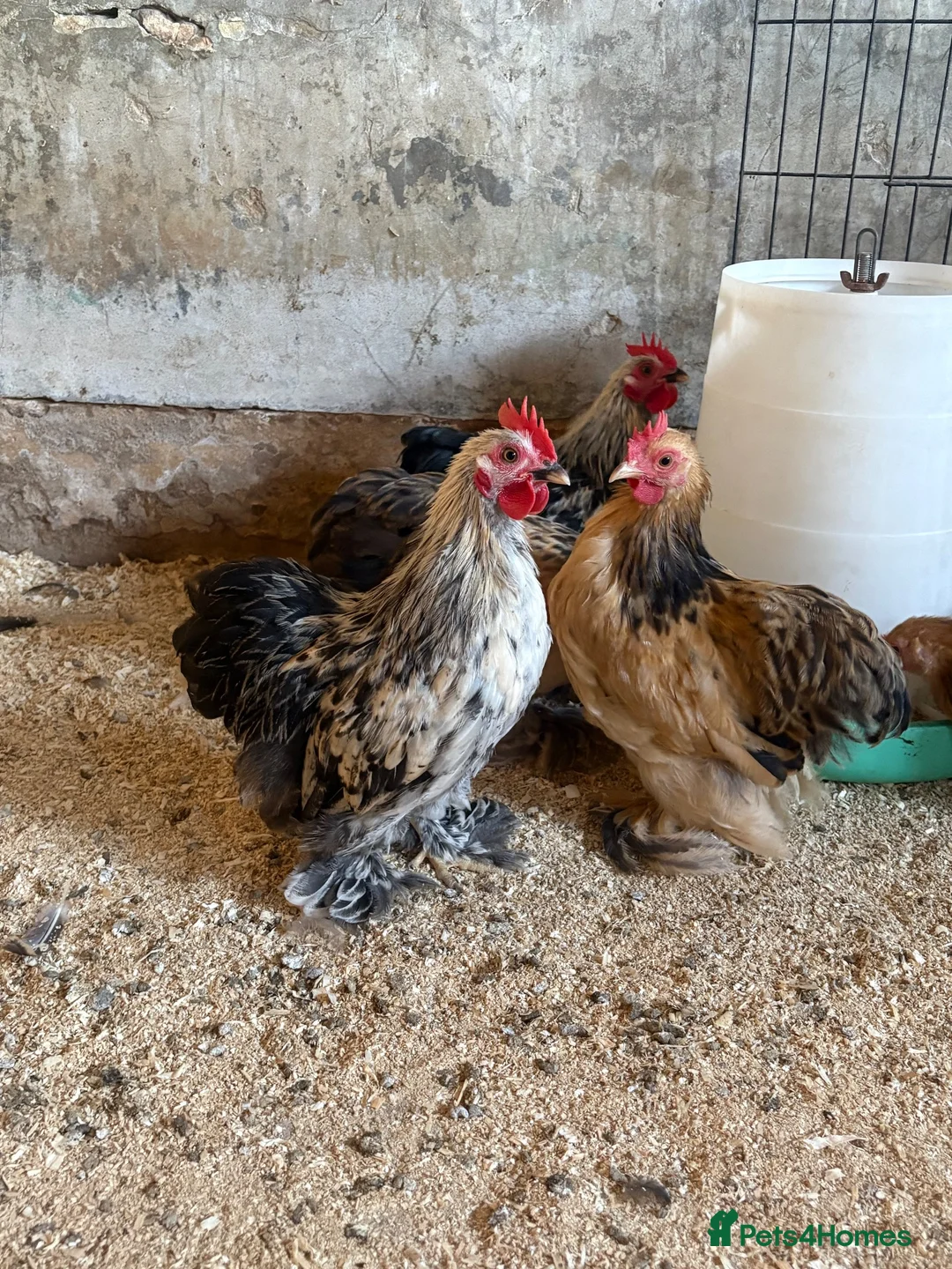 Chickens poultry for sale: 4 x Pekin bantam cockerels  in Ashbourne - Advert 1