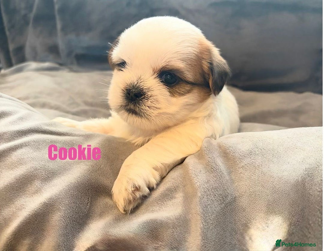 Shih Tzu dogs for sale: Gorgeous litter of shih tzu pups  - Advert 4