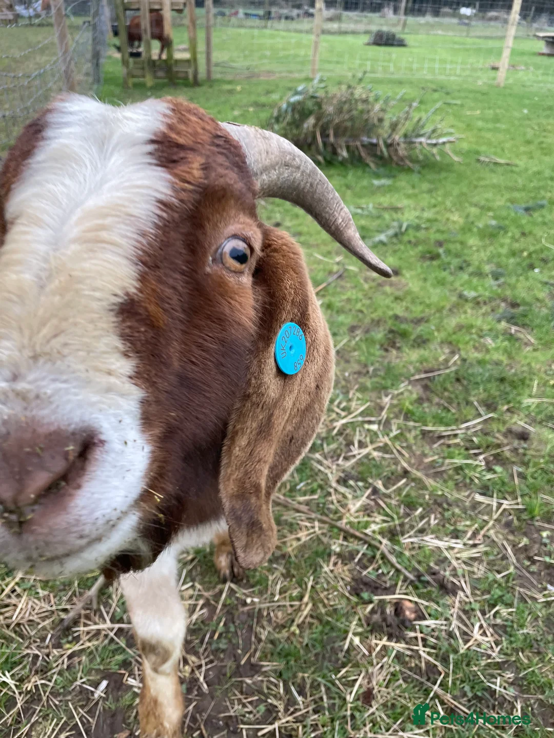 Goats livestock for sale: Traditional Boer Buck - Advert 5