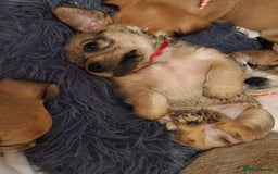 Mixed Breed dogs for sale: One little boy left - Advert 7