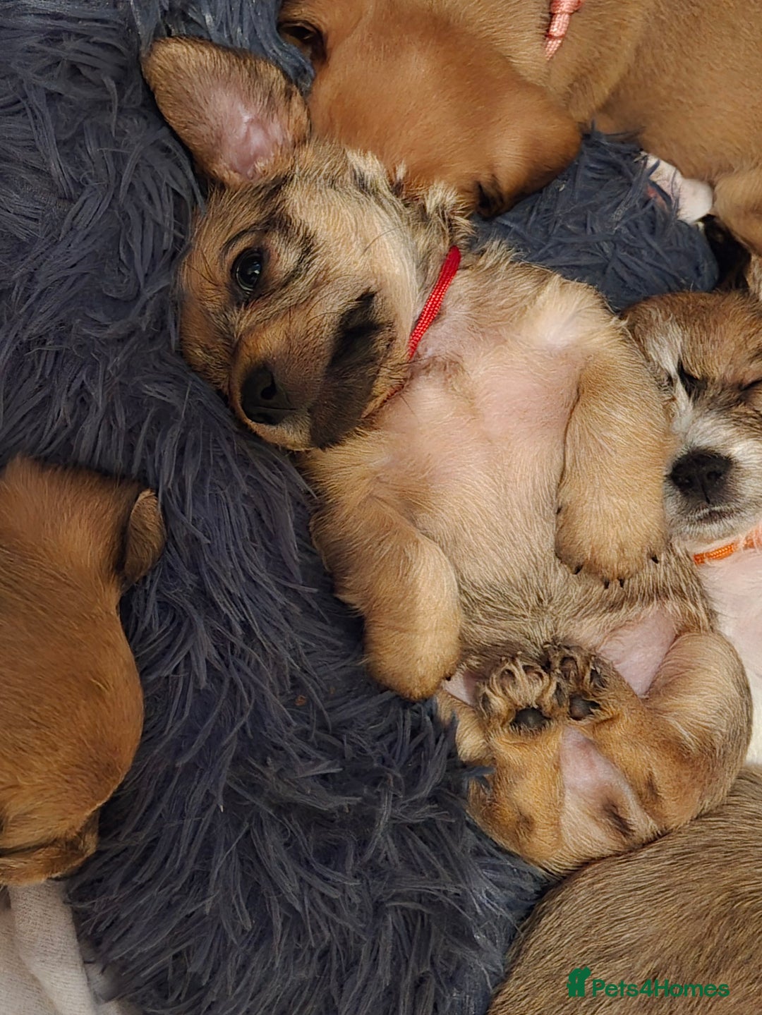 Mixed Breed dogs for sale: One little boy left - Advert 7