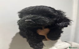 Cavapoo dogs for sale: Health tested parents  - Image 4