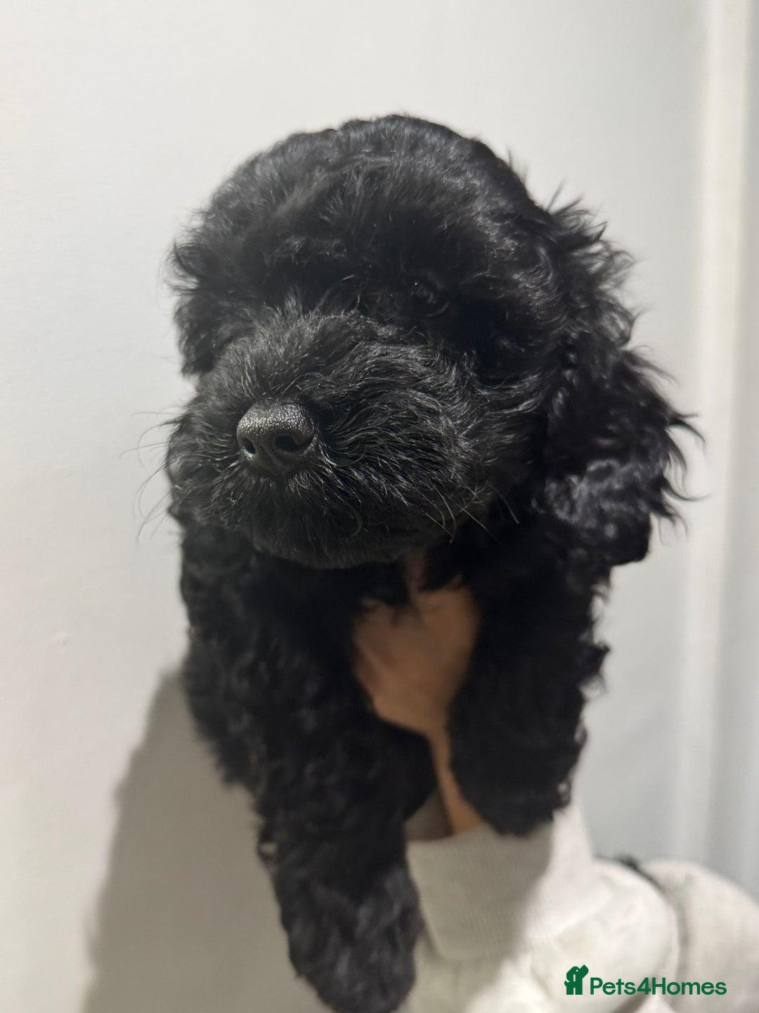 Cavapoo dogs for sale: Health tested parents  - Image 4