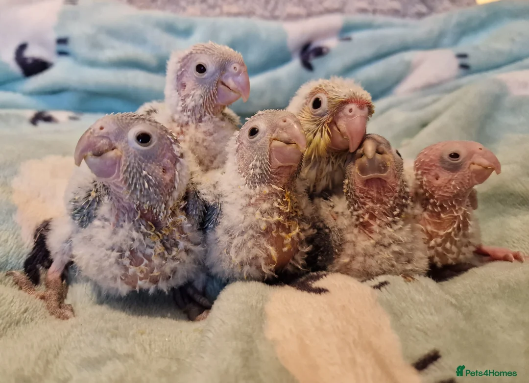 Conures birds for sale: Adorable fully hand reared baby conures!!  - Advert 4