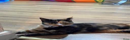 Mixed Breed cats for sale: 8 month old calico kitten  in London - Advert 4