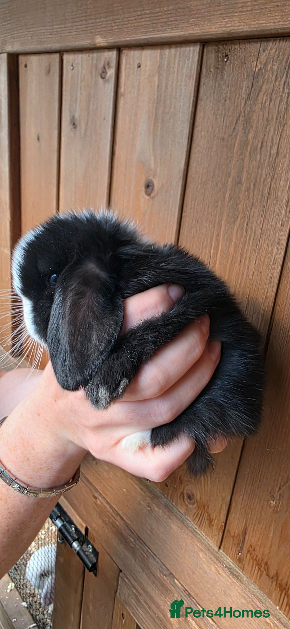 Mini Lop rabbits Mini lop babies  - Advert 2
