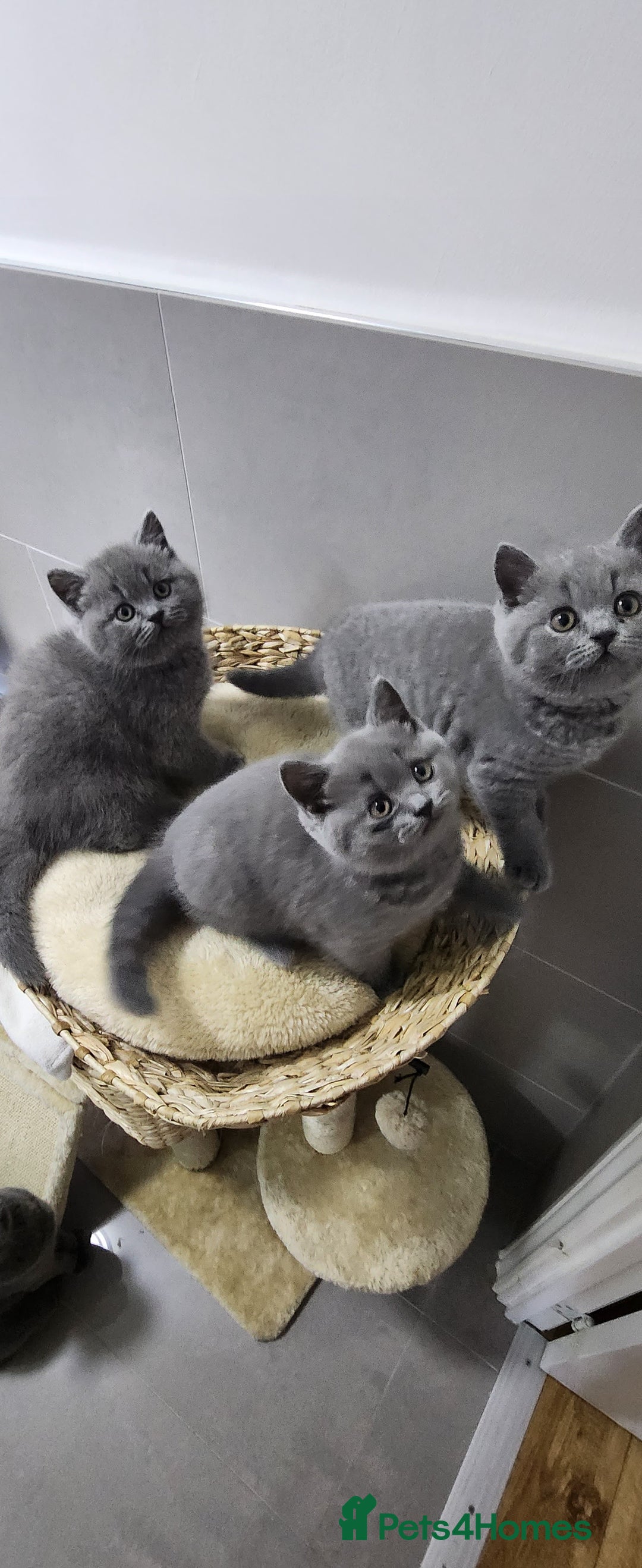 British Shorthair cats for sale: British shorthire  kittens - Image 2